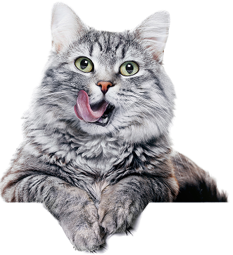Chat
